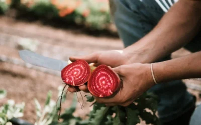 Organic Gardening Techniques: A Sustainable Approach to Home Garden